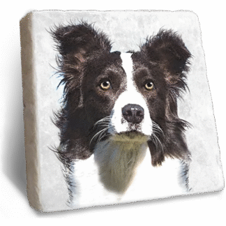 Stone Rebellion Border Collie Coaster